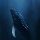 深丶鲸