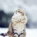 风雪月猫