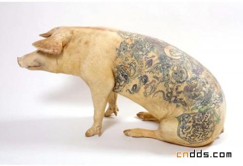 Wim Delvoye给猪纹身，乐在其中