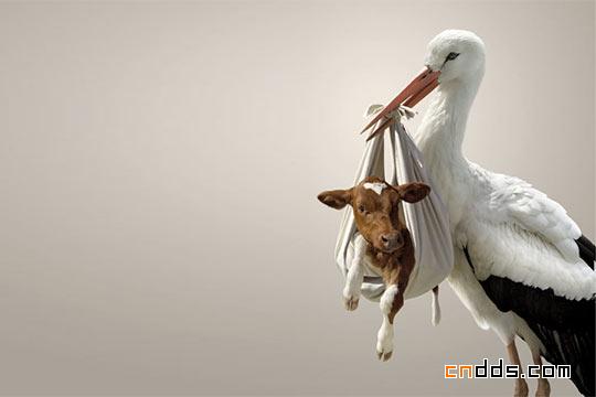 極具創意的PS后期特效圖