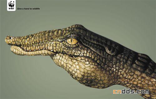 WWF系列海报欣赏