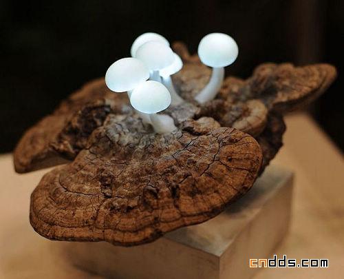 美味蘑菇上长出LED灯