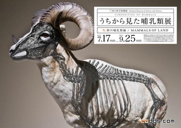 日本设计师wataru yoshida：哺乳动物展海报设计