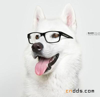 16个有狗狗参与的创意平面广告