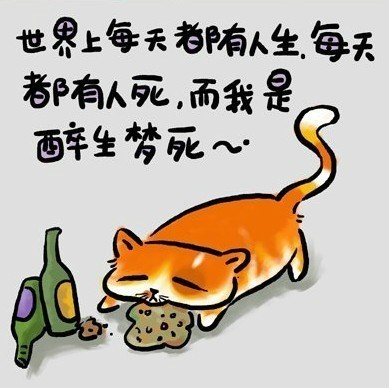 一只猫的哲学