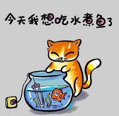 一只猫的哲学