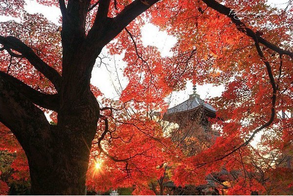 红红火火的唯美秋景摄影