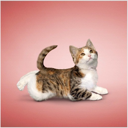 可爱诙谐的瑜伽猫设计风格