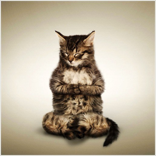 可爱诙谐的瑜伽猫设计风格