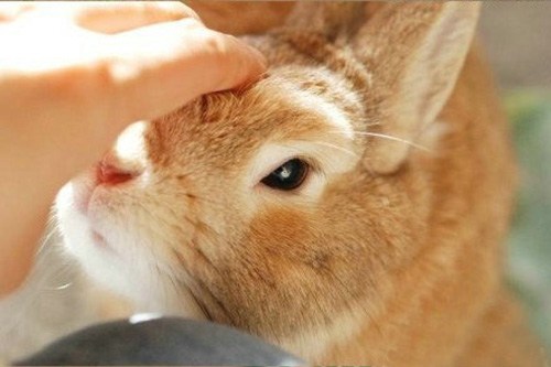 仔细聆听一只兔子的生活