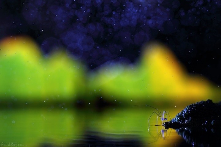 梦想昆虫组合摄影作品欣赏