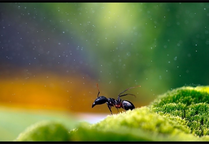 梦想昆虫组合摄影作品欣赏