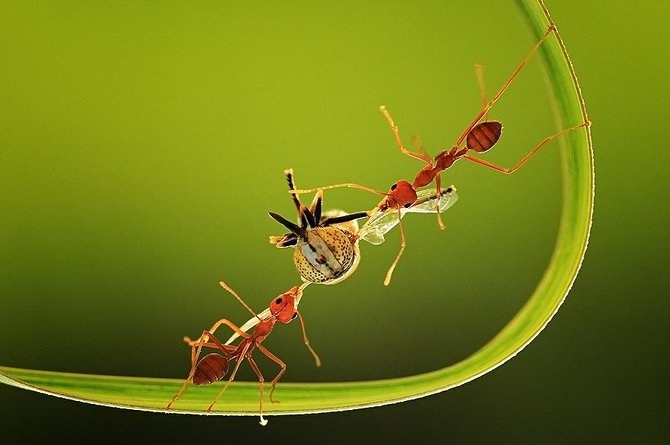 微摄影把昆虫的世界展现的淋漓尽致