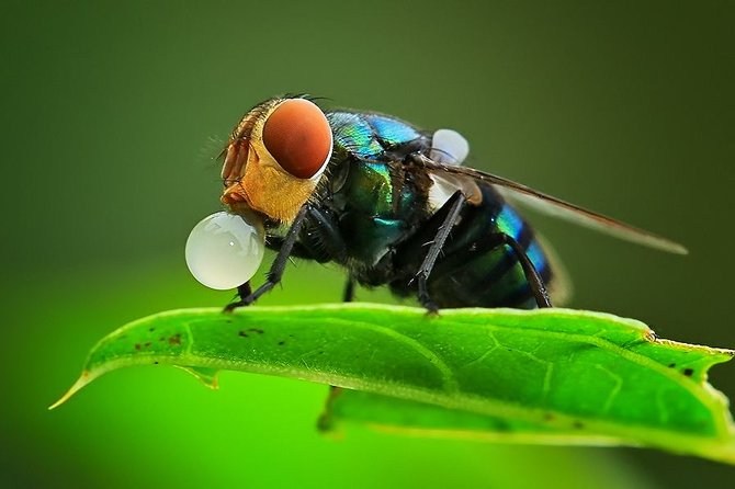 微摄影把昆虫的世界展现的淋漓尽致