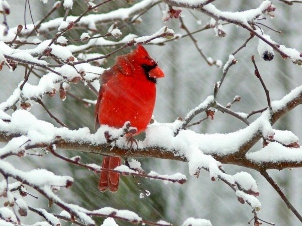 留住冬季獨特的唯美雪景攝影