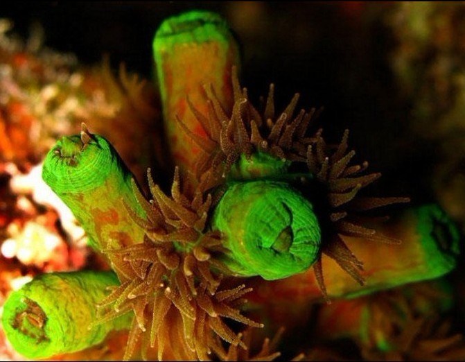 色彩斑斓的珊瑚~~