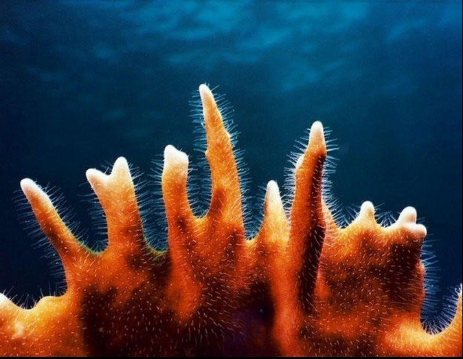 色彩斑斓的珊瑚~~