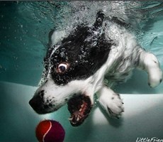跳水中的狗狗们~