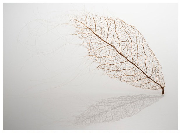 艺术家Jenine Shereos 用头发编成的叶子