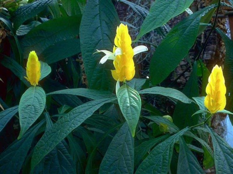 花兒為什么這樣好-5