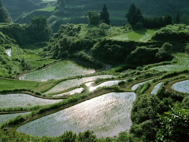 游乡野，看看绿……