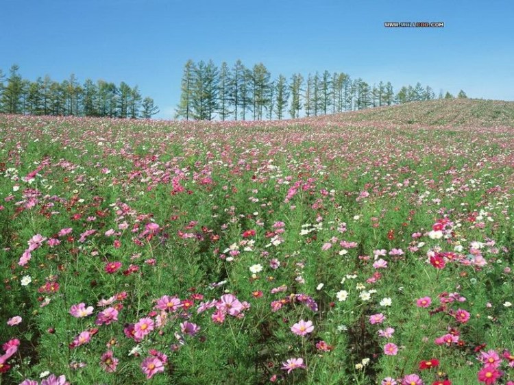 花兒, 算不算好?