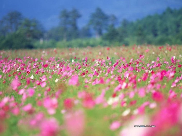 花儿, 算不算好?