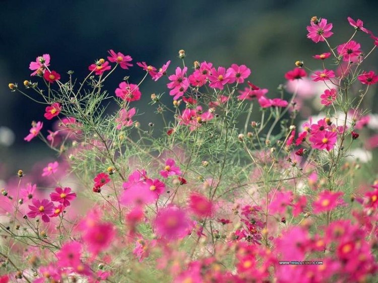 又到賞花的時(shí)侯...