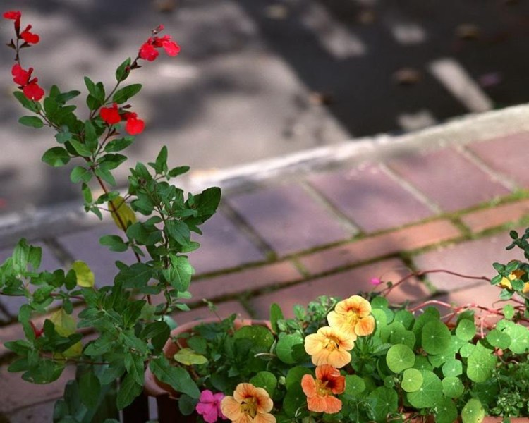 又到賞花的時(shí)侯...