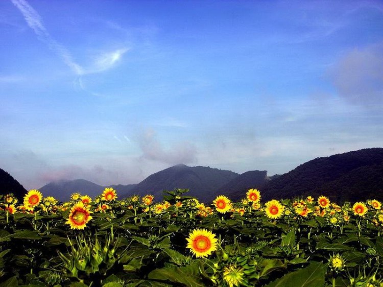 3月底-再看鮮花開(kāi)...