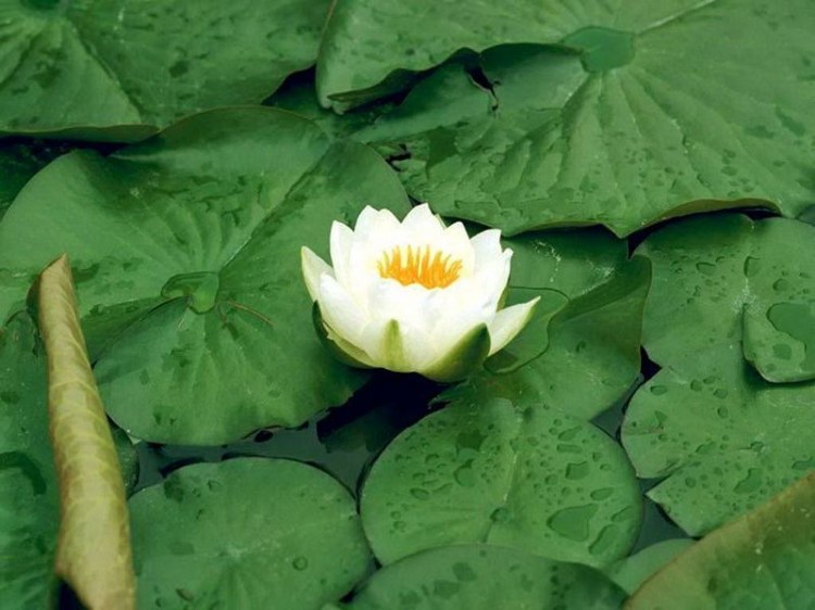 夏天到, 花朵盛--先看...