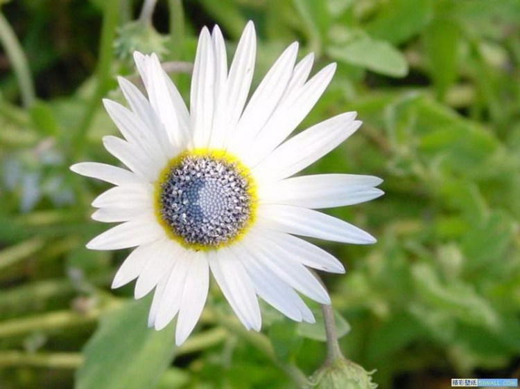 夏天到, 花朵盛--先看...