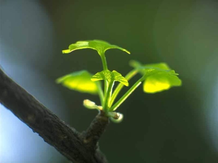 天微熱,看看花...