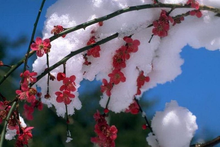 天微熱,看看花...