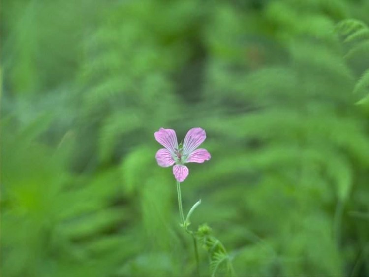 天微熱,看看花...