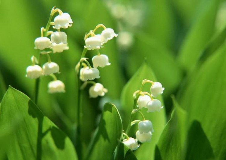 天微熱,看看花...