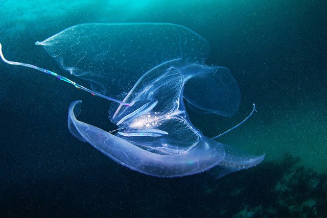 很迷人海里生物