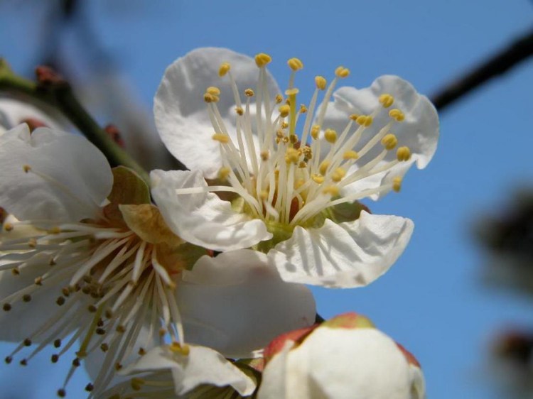 兒童節(jié) . 花語