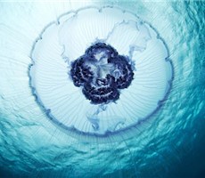 水下的奇幻浪漫—Alexander Semenov摄影作品