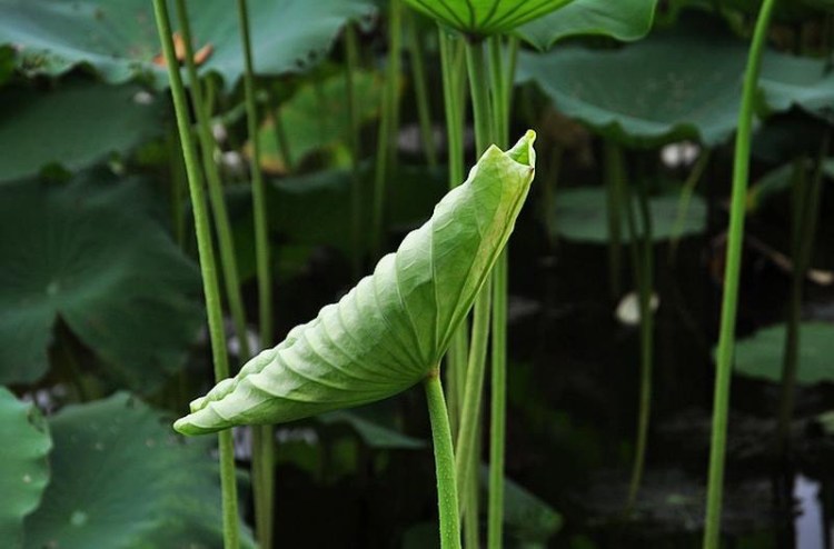 第二十三屆荷花展覽