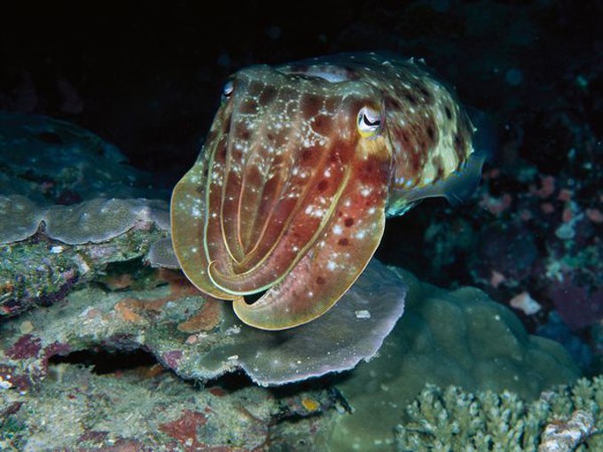 超美海底生物摄影