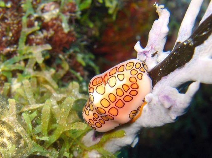 超美海底生物摄影