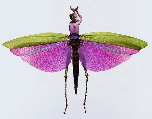 视觉冲击：美女与昆虫系列摄影