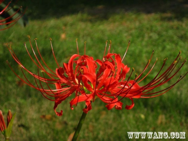 花、你見過么