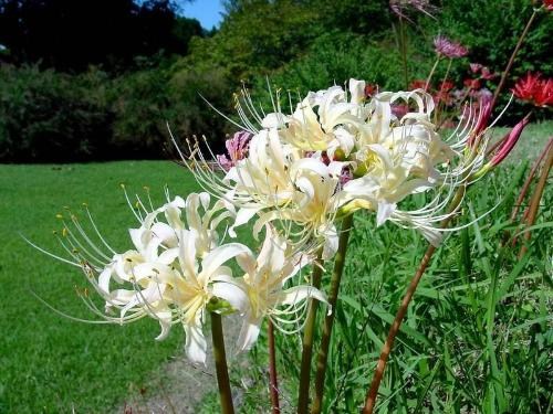 花、你見過么