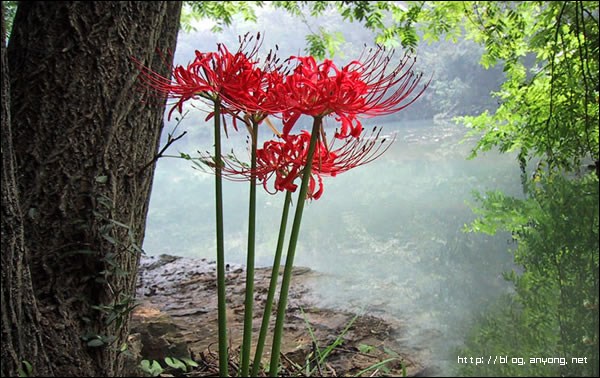 花、你见过么