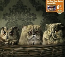 猫做主角的广告