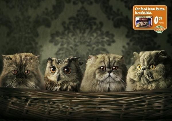 猫做主角的广告