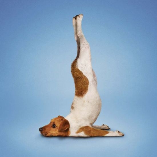 狗猫也做瑜伽