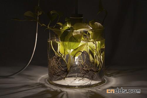 环保的花瓶植物灯